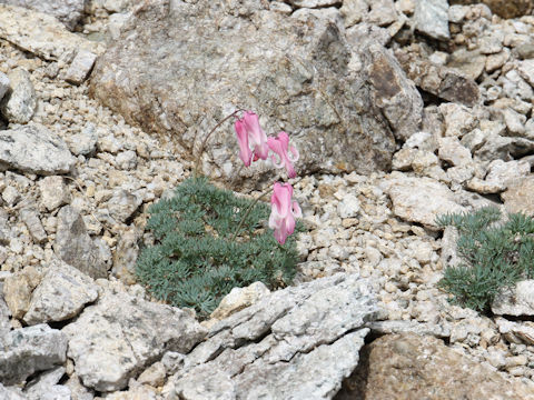 Dicentra peregrina