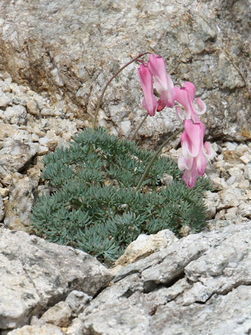 Dicentra peregrina