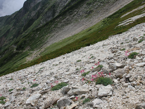 Dicentra peregrina