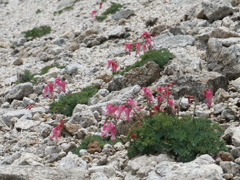 Dicentra peregrina