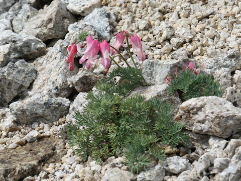 Dicentra peregrina