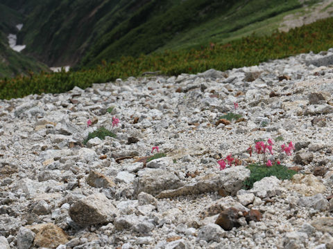 Dicentra peregrina