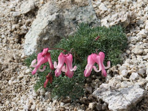 Dicentra peregrina