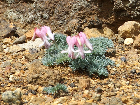 Dicentra peregrina