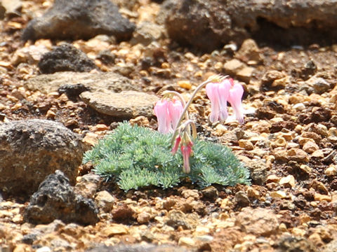 Dicentra peregrina