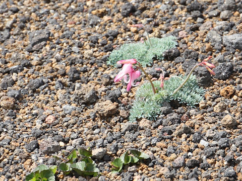 Dicentra peregrina