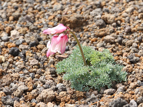 Dicentra peregrina