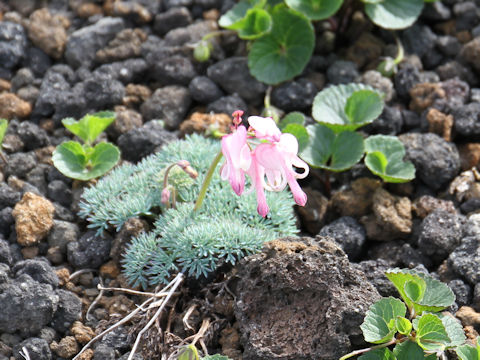 Dicentra peregrina