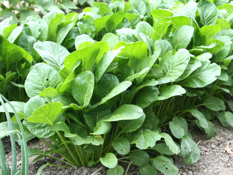 Brassica campestris var. peruviridis