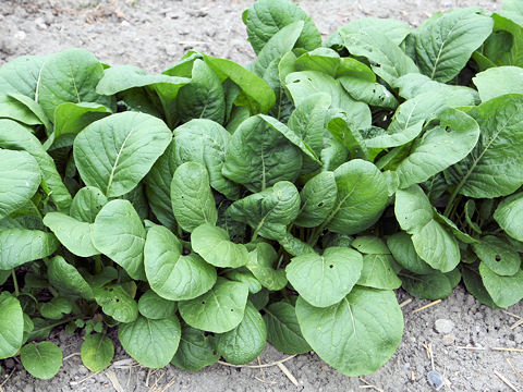 Brassica campestris var. peruviridis