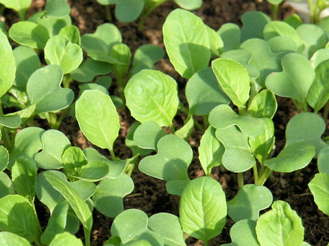 Brassica campestris var. peruviridis