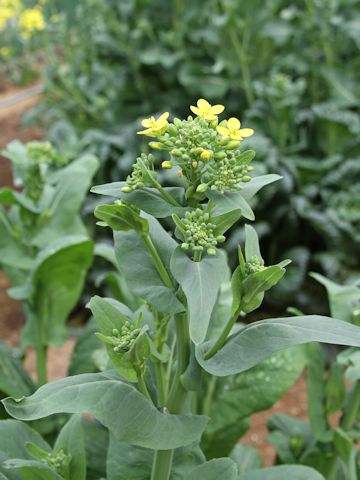 Brassica rapa var. peruviridis