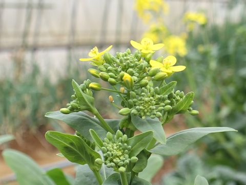 Brassica campestris var. peruviridis