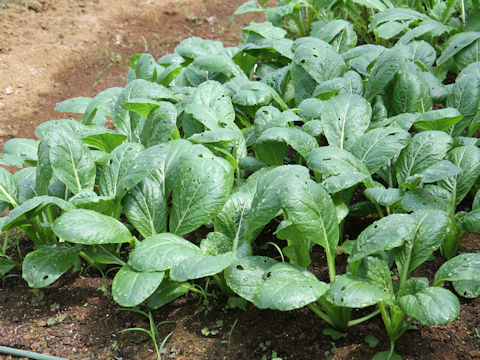 Brassica rapa var. peruviridis