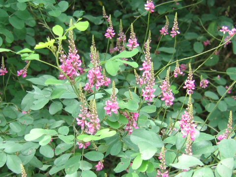 Indigofera psuedo-tinctoria