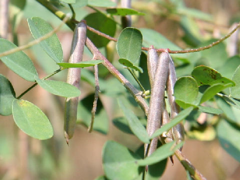 Indigofera psuedo-tinctoria