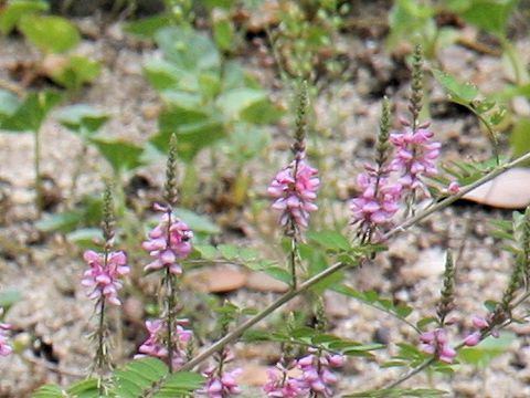 Indigofera psuedo-tinctoria