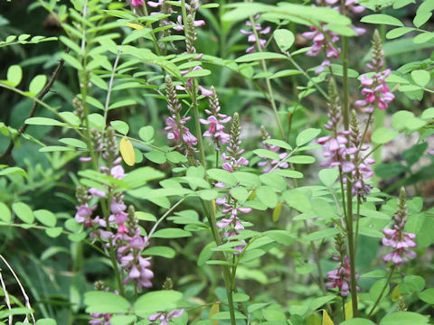 Indigofera psuedo-tinctoria