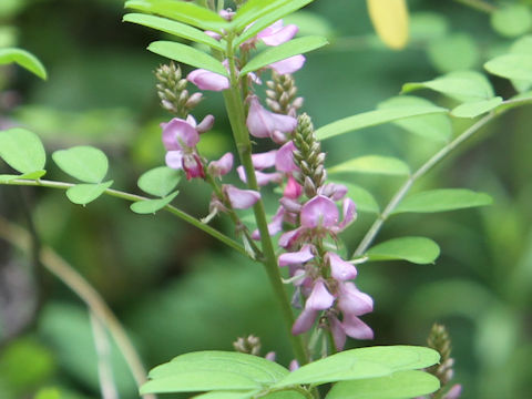 Indigofera psuedo-tinctoria