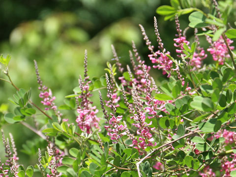 Indigofera psuedo-tinctoria