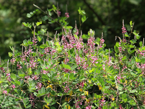 Indigofera psuedo-tinctoria