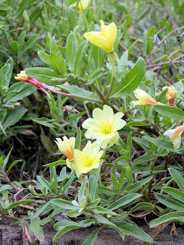 Oenothera laciniata