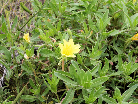 Oenothera laciniata