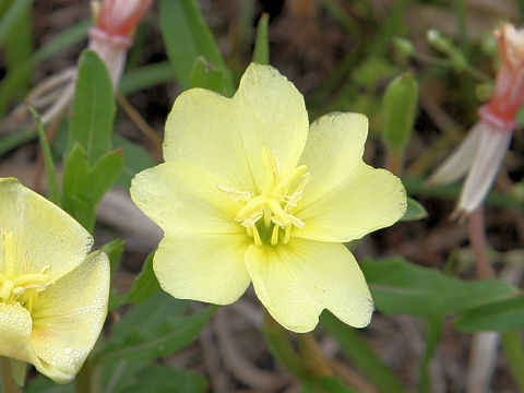 Oenothera laciniata