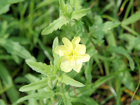 Oenothera laciniata