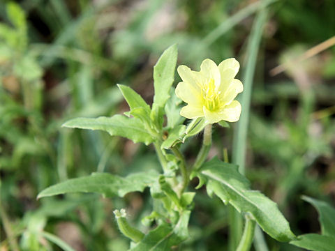 Oenothera laciniata