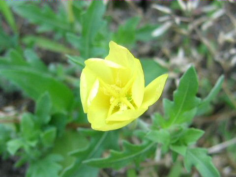 Oenothera laciniata