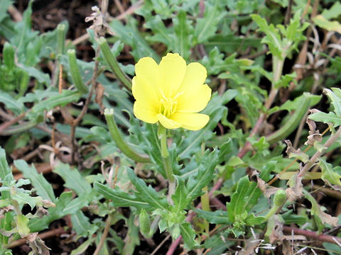 Oenothera laciniata