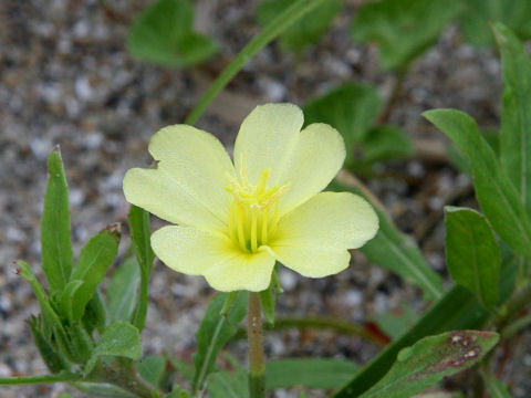 Oenothera laciniata