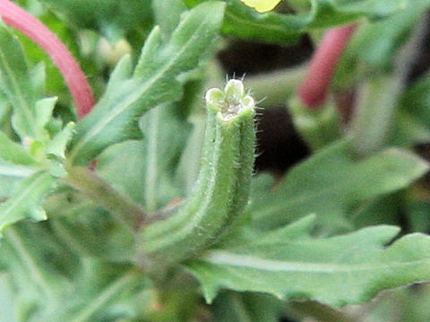 Oenothera laciniata