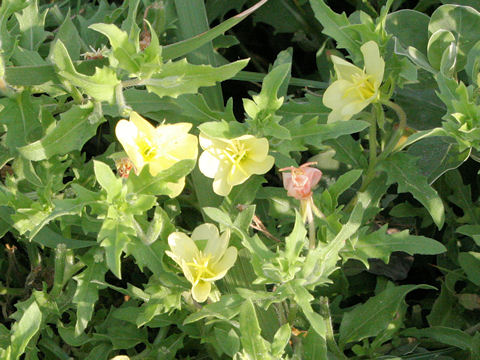 Oenothera laciniata