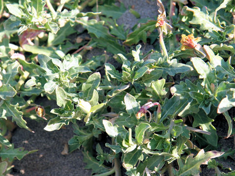 Oenothera laciniata