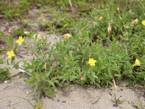 Oenothera laciniata