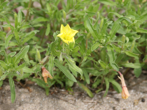 Oenothera laciniata