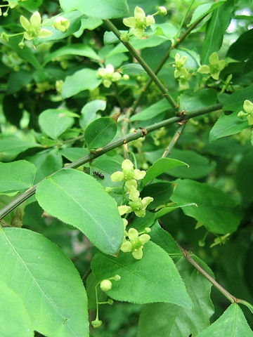 Euonymus alatus var. alatus f. striatus