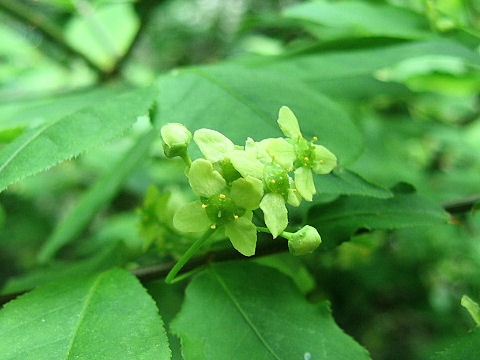 Euonymus alatus var. alatus f. striatus