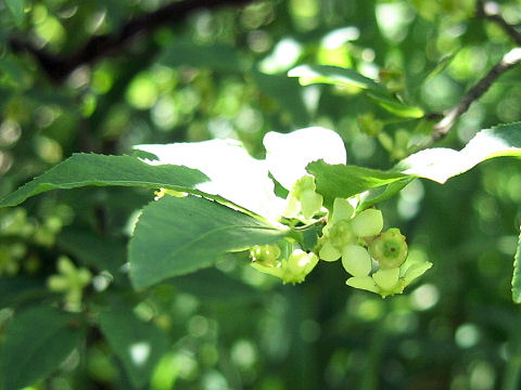 Euonymus alatus var. alatus f. striatus