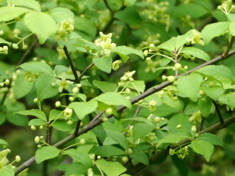 Euonymus alatus var. alatus f. striatus