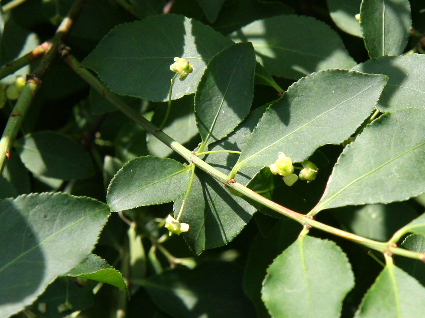 Euonymus alatus var. alatus f. striatus