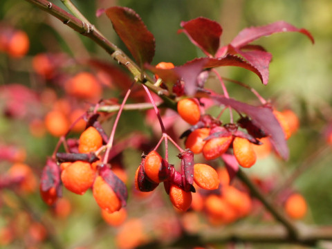 Euonymus alatus var. alatus f. striatus