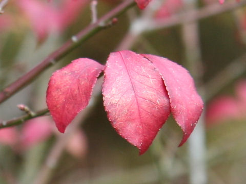 Euonymus alatus var. alatus f. striatus