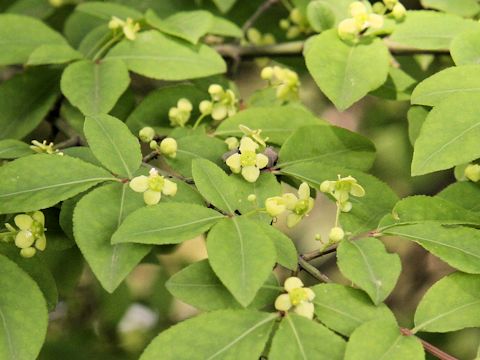 Euonymus alatus var. alatus f. striatus