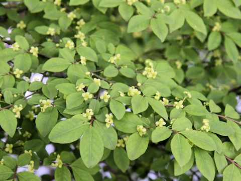 Euonymus alatus var. alatus f. striatus