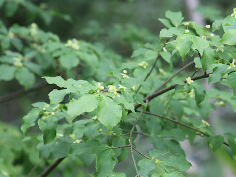 Euonymus alatus var. alatus f. striatus