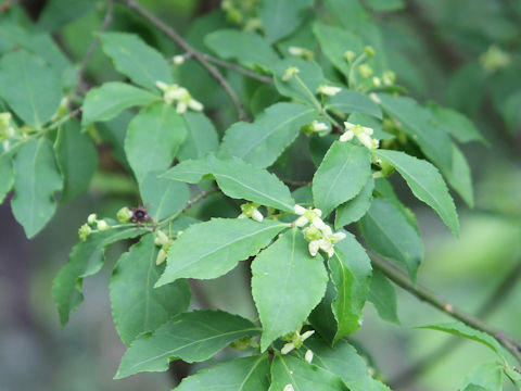 Euonymus alatus  var. alatus f. striatus