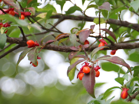 Euonymus alatus var. alatus f. striatus